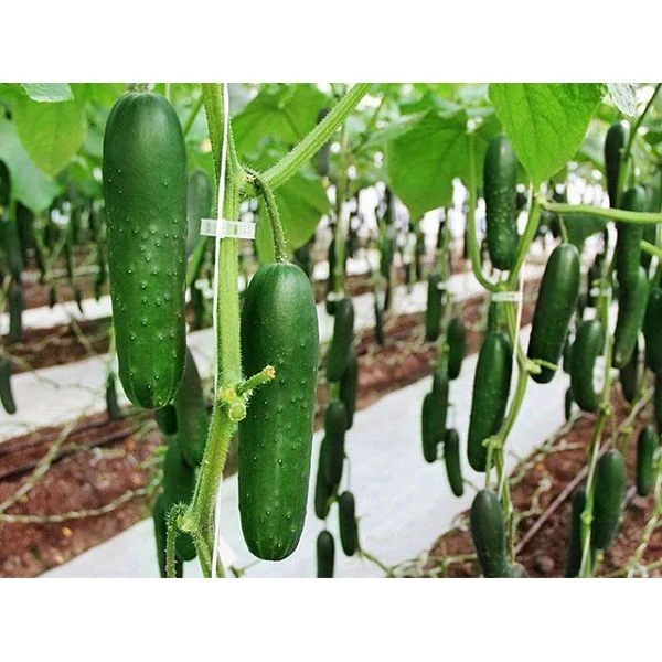 Dark Green Thailand Type Hybrid Cylindrical Cucumber CU-T11 2