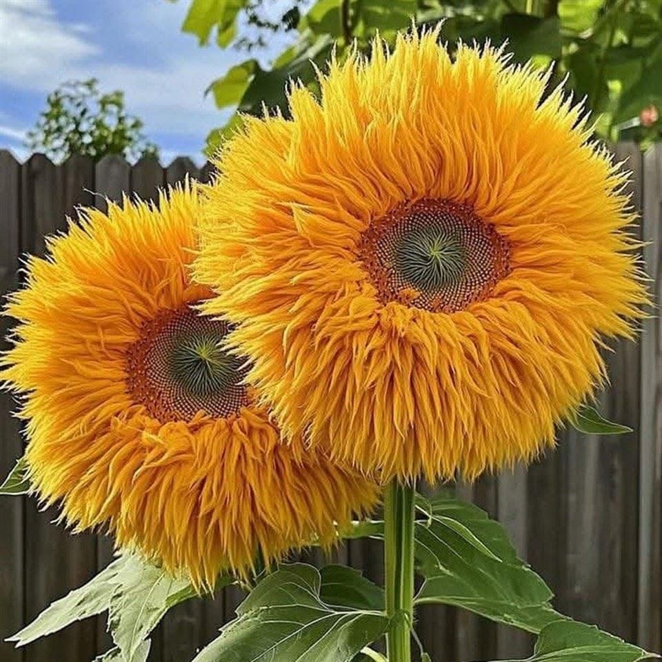 Giant Double Flower Ornamental Sunflower (Sunflower) Tall Teddy Bear Sunflower Seeds (CF-009) 2